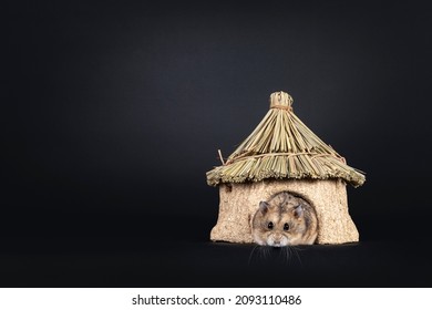 Cute Brown Adult Male Hamster, Comming Out Of Edible House. Looking Straight Towards Camera. Isolated On A Black Background.