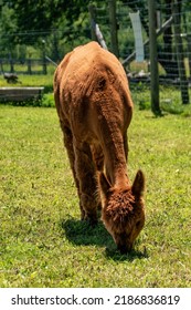 Cute brown alpaca eating grass in the country farm