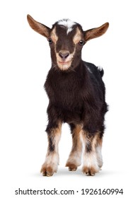 Cute Brown Baby Goat, Standing Facing Front. Looking Straight To Camera Showing Both Eyes. Isolated On A White Background.