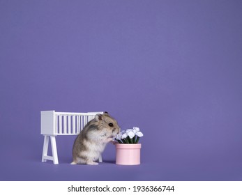 Cute Brown Baby Hamster, Standing In Fornt Of Baby Crib  Smelling Flower Pot With Roses. Looking Curiously Towards Camera. Isolated On A Purple Background.