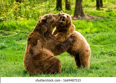 A cute brown bear couple, a male and a female, sharing a warm embrace in a loving hug.