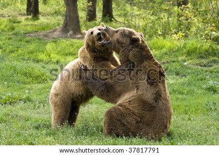 A cute brown bear couple, a male and a female, sharing a warm embrace in a loving hug.