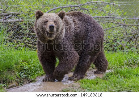 a cute brown bear sniffing