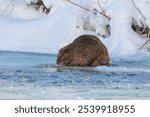 A cute brown beaver out during winter on a partially frozen river in Yellowstone nibbling on twigs. His thick, waterproof fur protects him. His colony, or family, is right behind him in their lodge. 