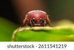cute brown beetle on a leaf