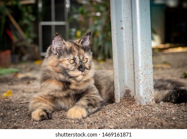 Imagenes Fotos De Stock Y Vectores Sobre Cat Squint