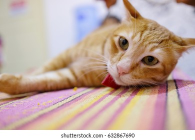 Cute brown cat