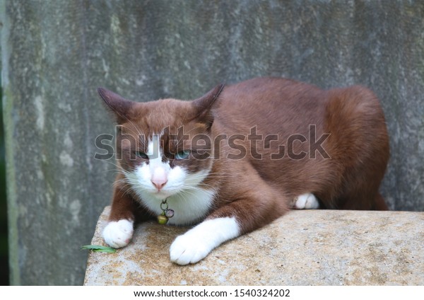 Cute\
brown cat angry animal and blue eyes relaxation on cement pipe\
Asian  young pets at Country side of Thailand \
