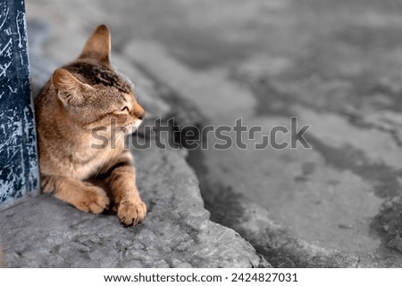 A Cute Brown Cat Captured from the Side View