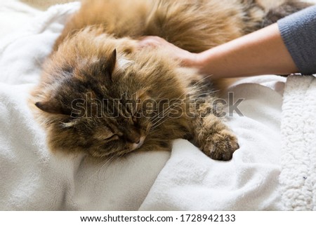 Cute brown cat caressed on the bed, siberian breed