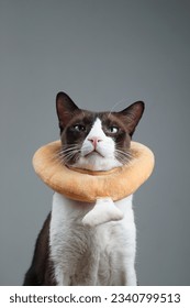 a cute brown cat with a funny chicken drum stick collar.