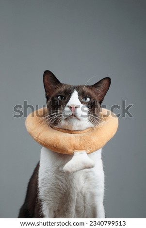 a cute brown cat with a funny chicken drum stick collar.