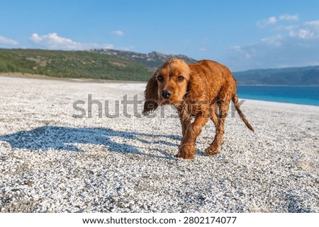 A cute, brown Cocker Spaniel with wet fur, walking curiously toward the camera on the white-sand beach of Lake Salda.
