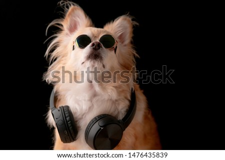 cute brown color hair chihuahua dog wear glasses and headphone music listening studio photshoot black background