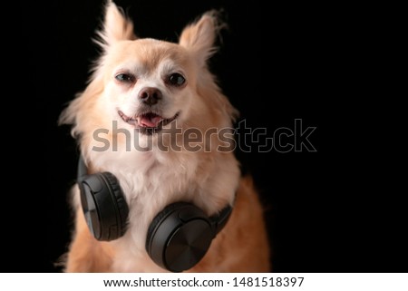cute brown color hair chihuahua dog wear headphone music listening studio photshoot black background