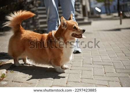 Cute brown corgi dog walking on a leash in the city. Adorable young Pembroke Welsh Corgi with the owner