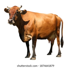 Cute brown cow on white background. Animal husbandry