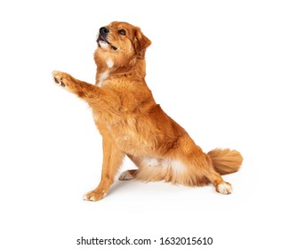 Cute Brown Crossbreed Large Dog Sitting To Side Lifting Paw To Shake