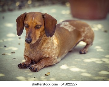 Cute, Brown Dachshund Dog Kneeling on a Patio in the Shade with Summer Light Streaks.