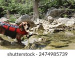 Cute Brown Dachshund Dog In Life Jacket At Creek With Rocks And Water