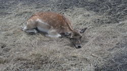 A Cute Brown Deer Lying On The Ground