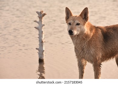 A Cute Brown Dingo Dog Walking By The Lake At Sunset