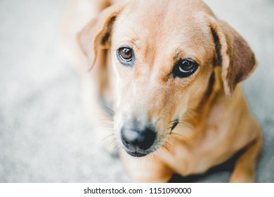 Cute Brown Dog Stock Photo 1151090000 | Shutterstock