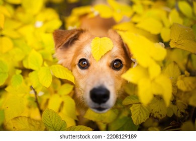 Cute brown dog with an autumn leaf on his head. Dog in autumn.  - Shutterstock ID 2208129189