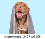 Cute brown dog and blue towel. Grooming dog. Close-up, indoors. Studio shot. Concept of care, education, obedience training and raising pets