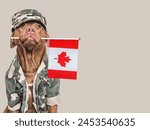 Cute brown dog, Canadian Flag and military shirt. Close-up, indoors. Studio shot. Congratulations for family, loved ones, relatives, friends and colleagues. Pets care concept