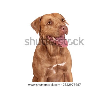 Cute brown dog. Close-up, indoors. Studio photo, isolated background. Day light. Concept of care, education, obedience training and raising pets