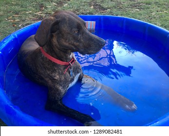 Cute Brown Dog Laying In Blue Kiddie Pool