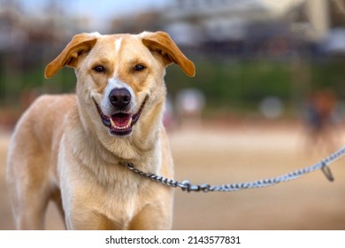 Cute, Brown Dog With A Leash. Looking Straight Forward With An Open Mouth.