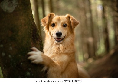 Cute brown dog looks out from behind the tree in the forest. Friendly dog.