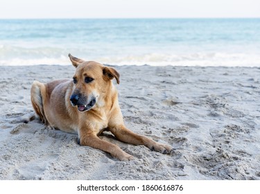 A Cute Brown Dog Lying And Relaxing On The Beach Full Of Sand Close To The Seaside Waiting For The Owner Or Looking For Something By The Sea. Vacation Holiday Concept And Copy Space For Text