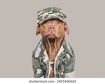 Cute brown dog, military cap and military shirt. Close-up, indoors. Studio shot. Congratulations for family, loved ones, relatives, friends and colleagues. Pets care concept - Powered by Shutterstock