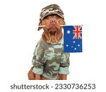 Cute brown dog, military shirt and Australian Flag. Closeup, indoors. Studio shot. Congratulations for family, loved ones, relatives, friends and colleagues. Pets care concept