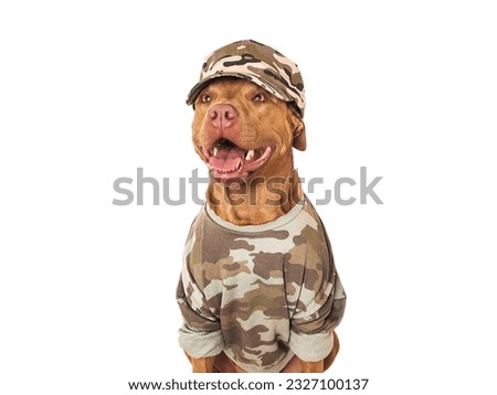 Cute brown dog, military shirt and army cap. Closeup, indoors. Studio shot. Congratulations for family, loved ones, relatives, friends and colleagues. Pets care concept