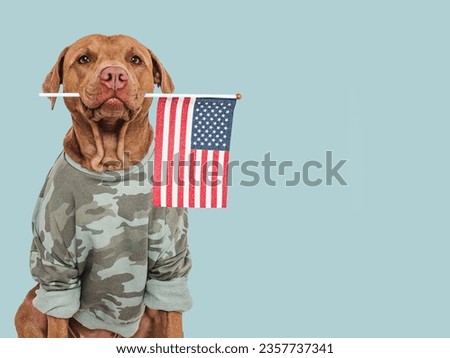 Cute brown dog, military shirt and American Flag. Closeup, indoors. Studio shot. Congratulations for family, loved ones, relatives, friends and colleagues. Pets care concept