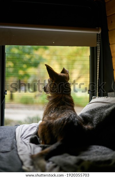 Cute brown dog on a bed of a\
self converted camper van looking through the window living van\
life