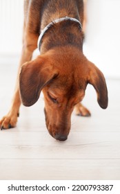 Cute Brown Dog Sniffing The Floor