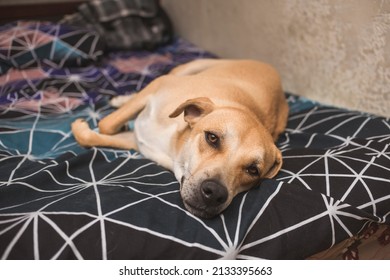 A Cute Brown Dog Sprawled On The Foot Of The Bed. Tired And Relaxing After An Evening Dinner Meal. An Adorable Pet Looking At The Camera.