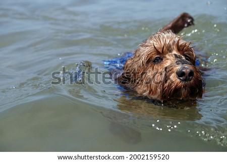 Cute brown dog swimming in the sea. Photo shows dog doing doggy paddle close up face concentrating. First time swimming. Puppy swim class. Dog on holiday in sea.