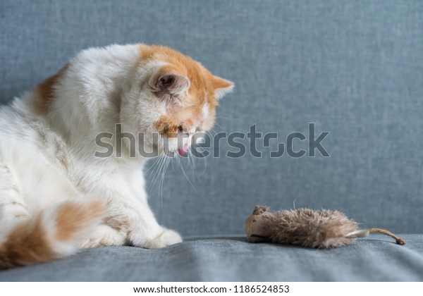 Cute Brown Exotic Shorthair Cat Looks Stock Photo Edit Now