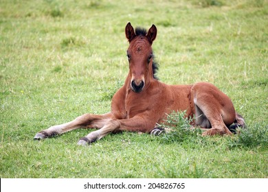 cute brown foal lying on meadow