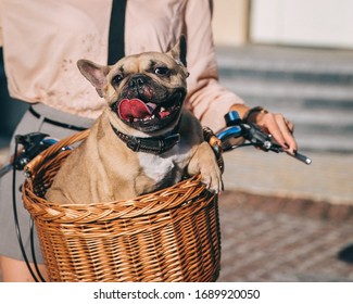 Cute brown French bulldog breed dog sits in a wicker wooden basket of a retro bicycle with its tongue hanging out, traveling with a dog in summer, concept, funny pet photo, close-up