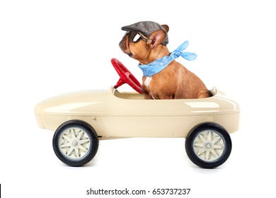 a cute Brown French bulldog with glasses on riding in a pedal car, isolated on white                                     