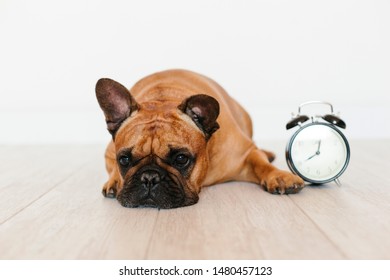 cute brown french bulldog sitting on the floor at home and looking at the camera. Alarm clock besides set on 8 am.Morning and daytime.. Pets indoors and lifestyle