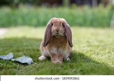 Cute brown french lop rabbit sitting on the meadow. Brown bunny sitting on the grass in a summer day. Animal portrait on a green background in sunny day.