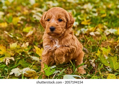 Cute Brown Goldendoodle With One Paw Up In Field Of Fall Leaves